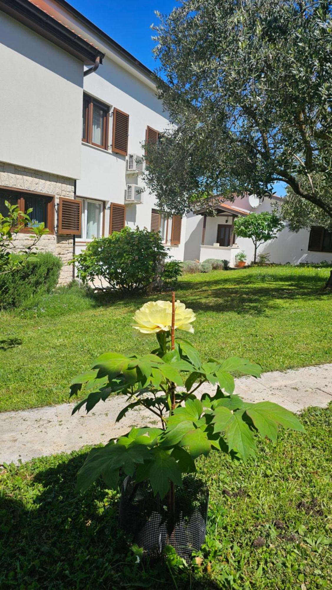 Apartments Dina Пула Екстер'єр фото